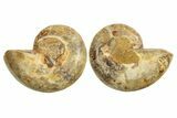 Jurassic Cut & Polished Ammonite Fossil - Madagascar #289379-1